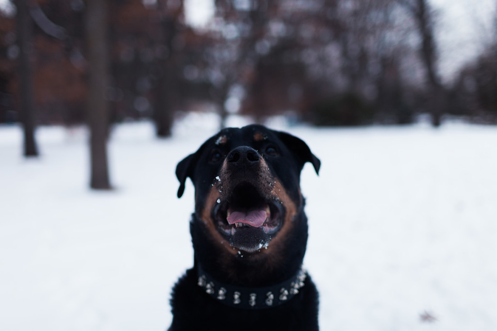 Anoka MN Photographer_6